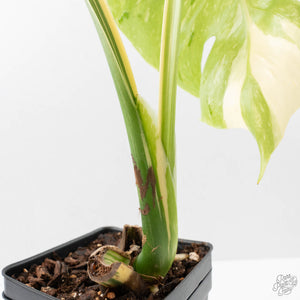 Monstera Deliciosa 'Medusa' (wk40-U159)