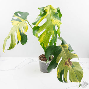 Monstera Deliciosa 'Melancholy' (wk24-UL)