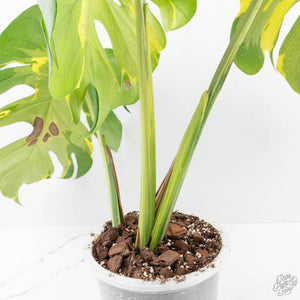 Monstera Deliciosa 'Melancholy' (wk24-UL)