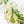 Monstera Deliciosa Mint Variegated NOID (Intermediate Form) (wk28-UE)