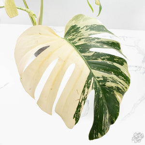 Monstera Deliciosa Mint Variegated NOID (Intermediate Form) (wk28-UE)