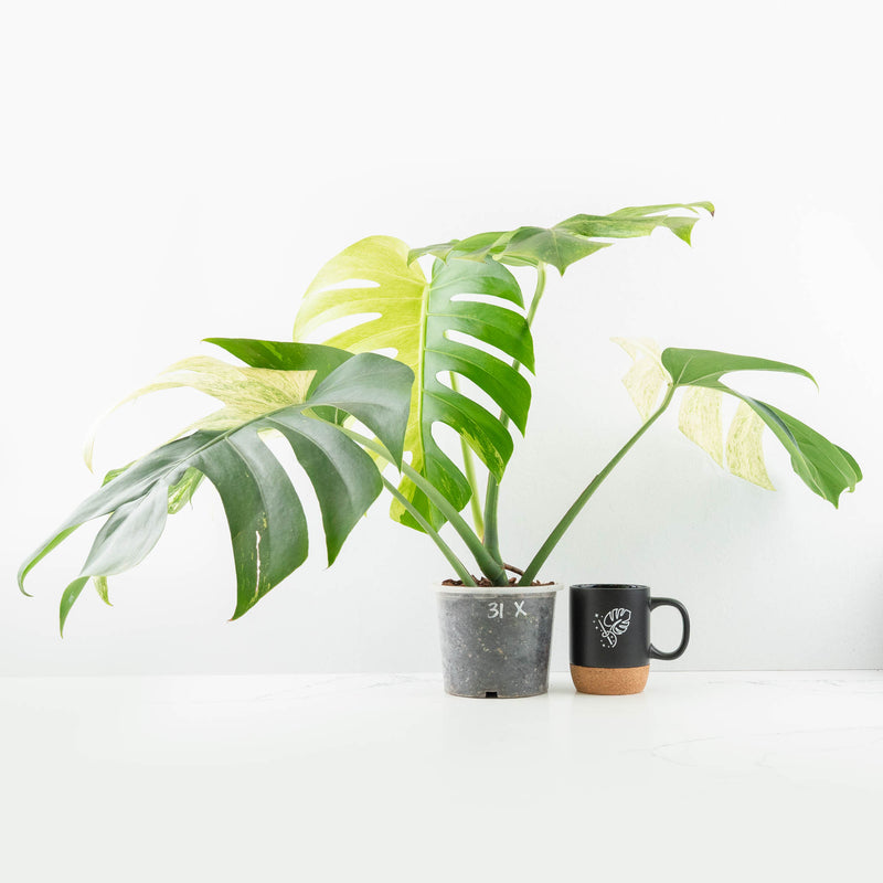Monstera Deliciosa Mint Variegated NOID (Intermediate Form) (wk31-X)
