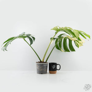 Monstera Deliciosa Mint Variegated NOID (Intermediate Form) (wk26-UM)