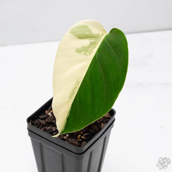 Monstera Deliciosa Mint Variegated NOID (Intermediate Form) (wk10-B)