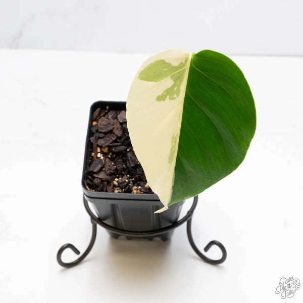 Monstera Deliciosa Mint Variegated NOID (Intermediate Form) (wk10-B)