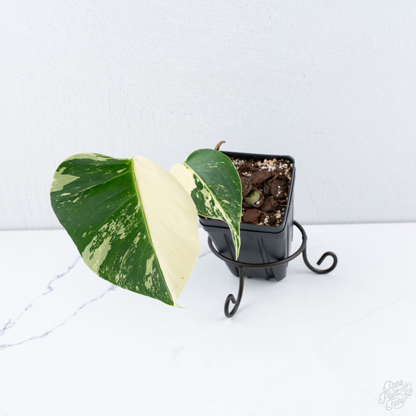 Monstera Deliciosa Mint Variegated NOID (Intermediate Form) (wk10-D)