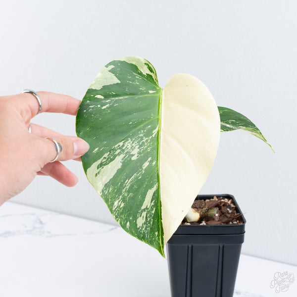 Monstera Deliciosa Mint Variegated NOID (Intermediate Form) (wk10-D)
