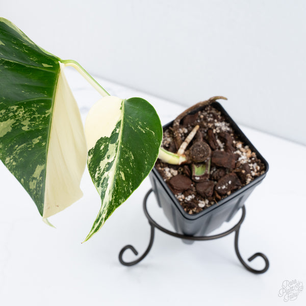 Monstera Deliciosa Mint Variegated NOID (Intermediate Form) (wk10-D)