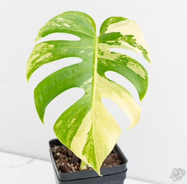 Monstera Deliciosa Mint Variegated NOID (Intermediate Form) (wk11-A)