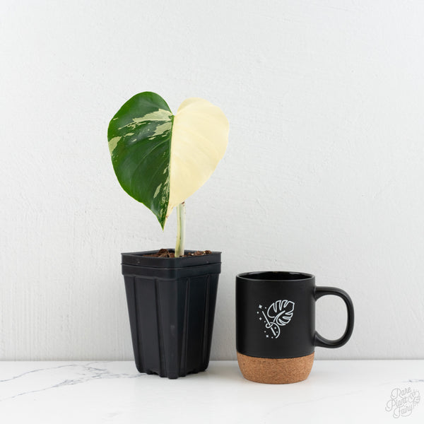 Monstera Deliciosa Mint Variegated NOID (Intermediate Form) (wk9-B)