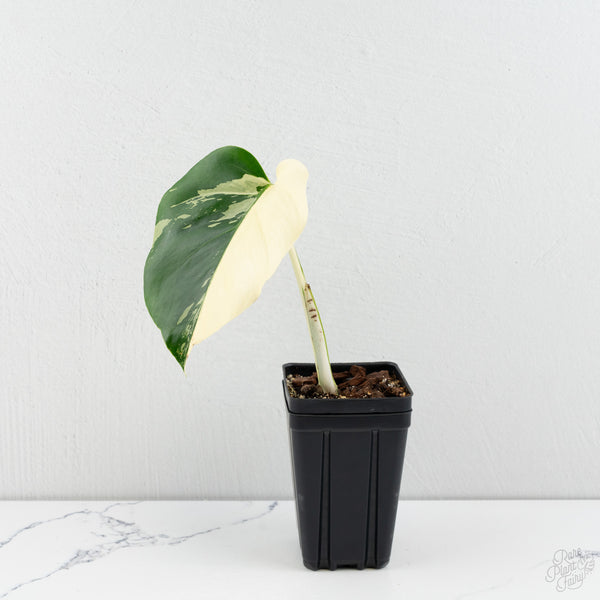 Monstera Deliciosa Mint Variegated NOID (Intermediate Form) (wk9-B)