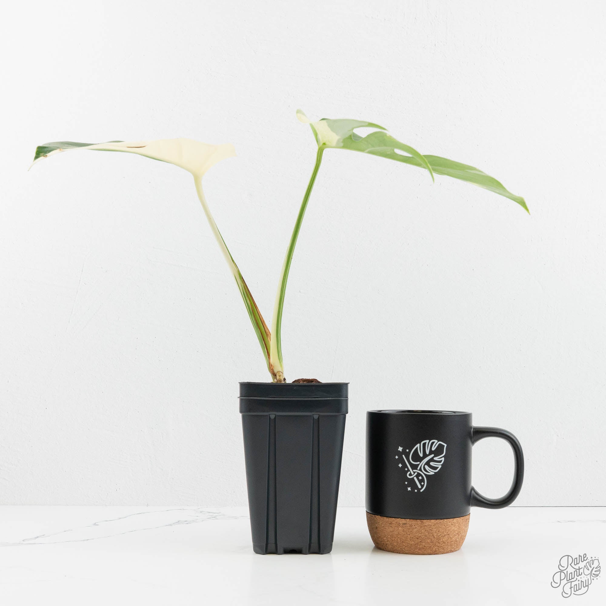 monstera mint noid Monstera Deliciosa Mint Variegated NOID (Intermediate Form) (wk18-B)