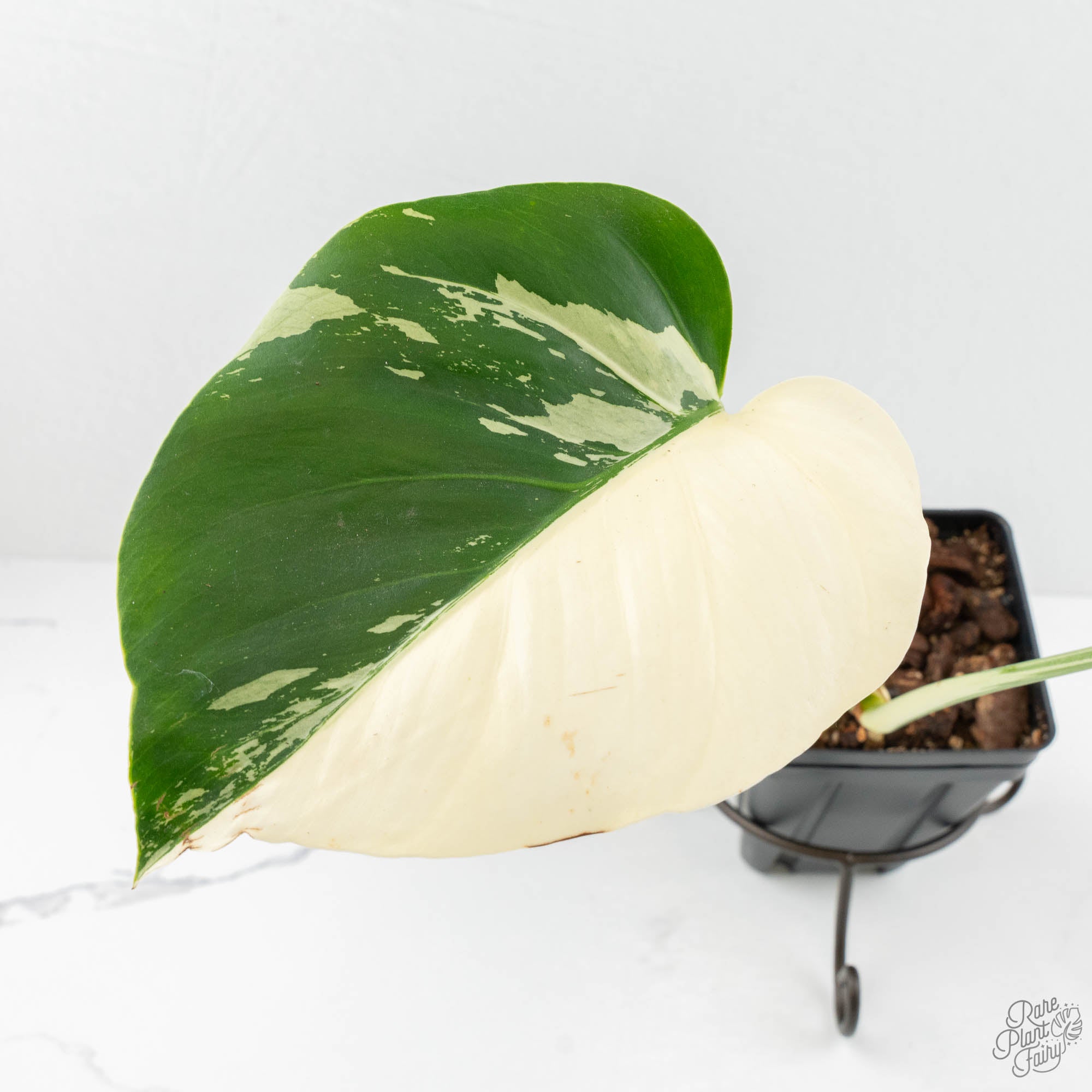 monstera mint noid Monstera Deliciosa Mint Variegated NOID (Intermediate Form) (wk18-B)