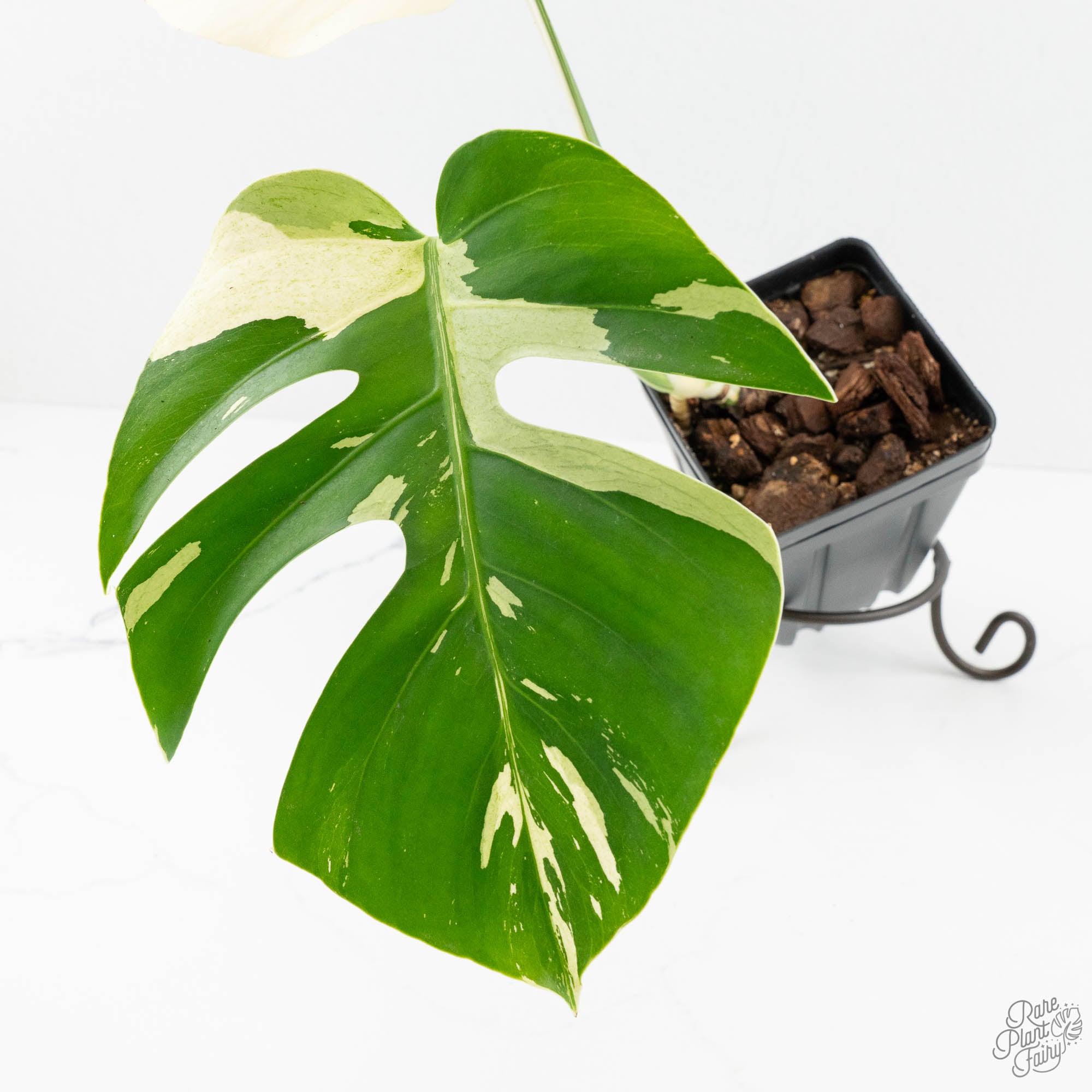 monstera mint noid Monstera Deliciosa Mint Variegated NOID (Intermediate Form) (wk18-B)