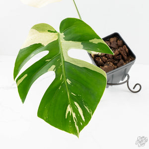 Monstera Deliciosa Mint Variegated NOID (Intermediate Form) (wk18-B)