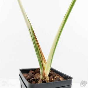 Monstera Deliciosa Mint Variegated NOID (Intermediate Form) (wk18-B)