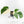 Monstera Deliciosa Mint Variegated NOID (Intermediate Form) (wk18-B)