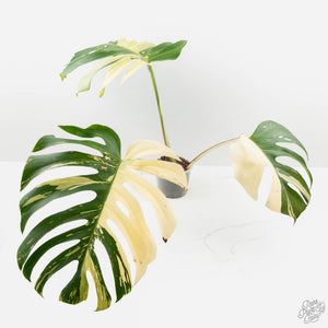 Monstera Deliciosa Mint Variegated NOID (Intermediate Form) (wk27-F)