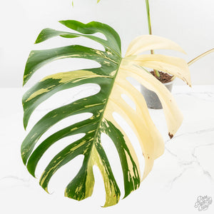 Monstera Deliciosa Mint Variegated NOID (Intermediate Form) (wk27-F)