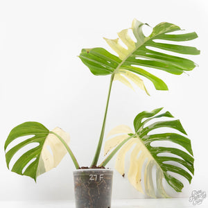 Monstera Deliciosa Mint Variegated NOID (Intermediate Form) (wk27-F)