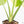 Monstera Deliciosa Mint Variegated NOID (Intermediate Form) (wk20-Q)