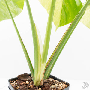 Monstera Deliciosa Mint Variegated NOID (Intermediate Form) (wk20-Q)
