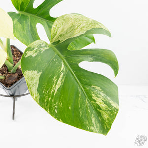 Monstera Deliciosa Mint Variegated NOID (Intermediate Form) (wk20-Q)