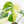 Monstera Deliciosa Mint Variegated NOID (Intermediate Form) (wk20-Q)