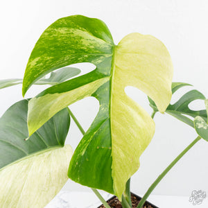 Monstera Deliciosa Mint Variegated NOID (Intermediate Form) (wk20-Q)