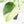 Monstera Deliciosa Mint Variegated NOID (Intermediate Form) (wk20-Q)