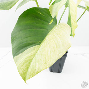 Monstera Deliciosa Mint Variegated NOID (Intermediate Form) (wk20-Q)