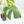 Monstera Deliciosa Mint Variegated NOID (Intermediate Form) (wk20-Q)