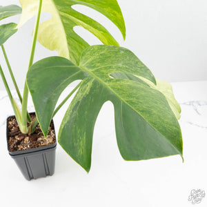 Monstera Deliciosa Mint Variegated NOID (Intermediate Form) (wk20-Q)