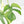 Monstera Deliciosa Mint Variegated NOID (Intermediate Form) (wk20-Q)