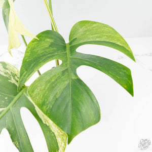 Monstera Deliciosa Mint Variegated NOID (Intermediate Form) (wk20-Q)