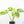 Monstera Deliciosa Mint Variegated NOID (Intermediate Form) (wk20-Q)