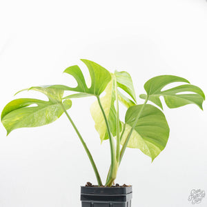 Monstera Deliciosa Mint Variegated NOID (Intermediate Form) (wk20-Q)