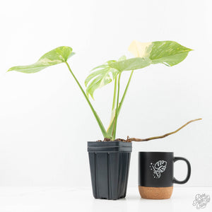 Monstera deliciosa 'Miracle' (wk21-C)