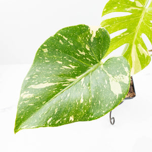 Monstera deliciosa 'Miracle' (wk21-C)