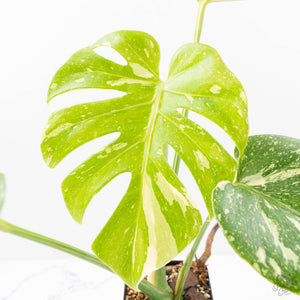 Monstera deliciosa 'Miracle' (wk21-C)