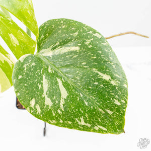 Monstera deliciosa 'Miracle' (wk21-C)