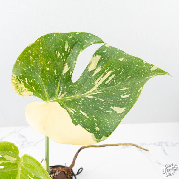 Monstera deliciosa 'Miracle' (wk21-C) – Rare Plant Fairy