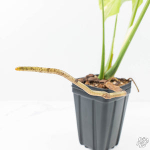 Monstera deliciosa 'Miracle' (wk21-C)