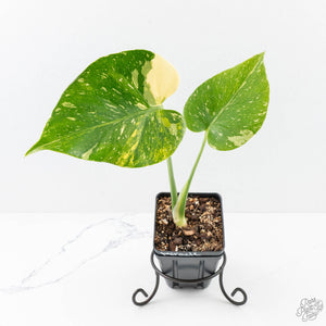 Monstera deliciosa 'Miracle' (wk26-B)