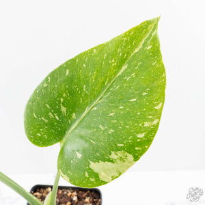 Monstera deliciosa 'Miracle' (wk26-B)