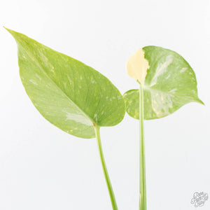 Monstera deliciosa 'Miracle' (wk26-B)