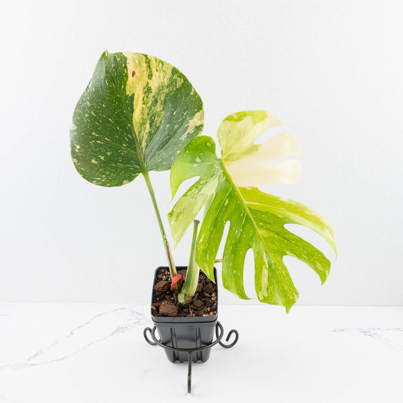Monstera deliciosa 'Miracle' (wk31-UG)