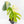 Monstera deliciosa 'Miracle' (wk31-UG)