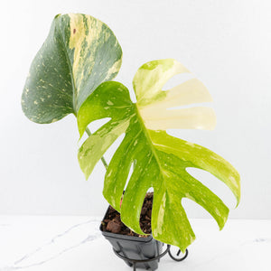 Monstera deliciosa 'Miracle' (wk31-UG)