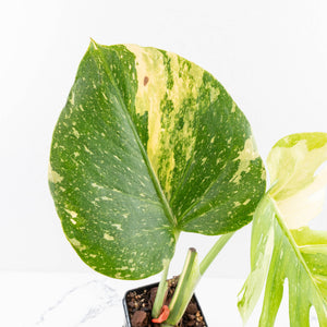 Monstera deliciosa 'Miracle' (wk31-UG)